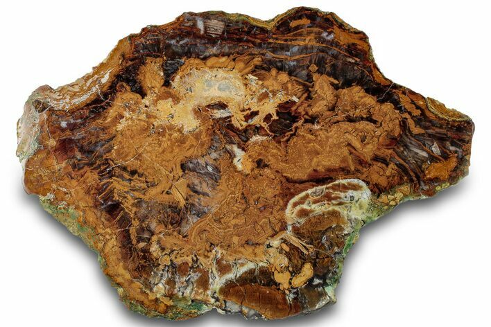 Petrified Wood (Sycamore) Slab - Parker, Colorado #302124